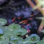 Altes Landwarenhaus Mit Garten Und Zubuchbarer Sauna