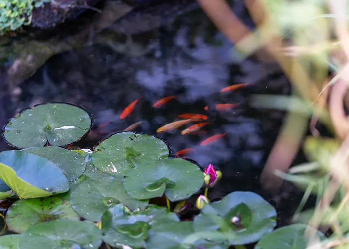 Lux Altes Landwarenhaus Mit Garten Und Zubuchbarer Sauna